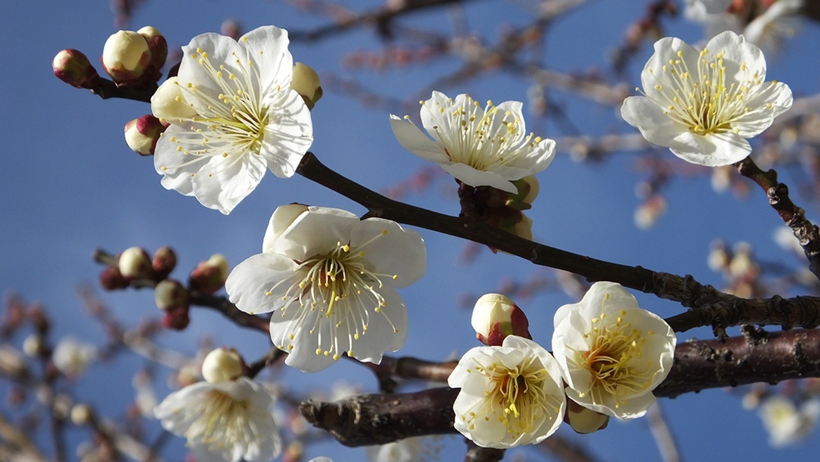 梅 3月上旬