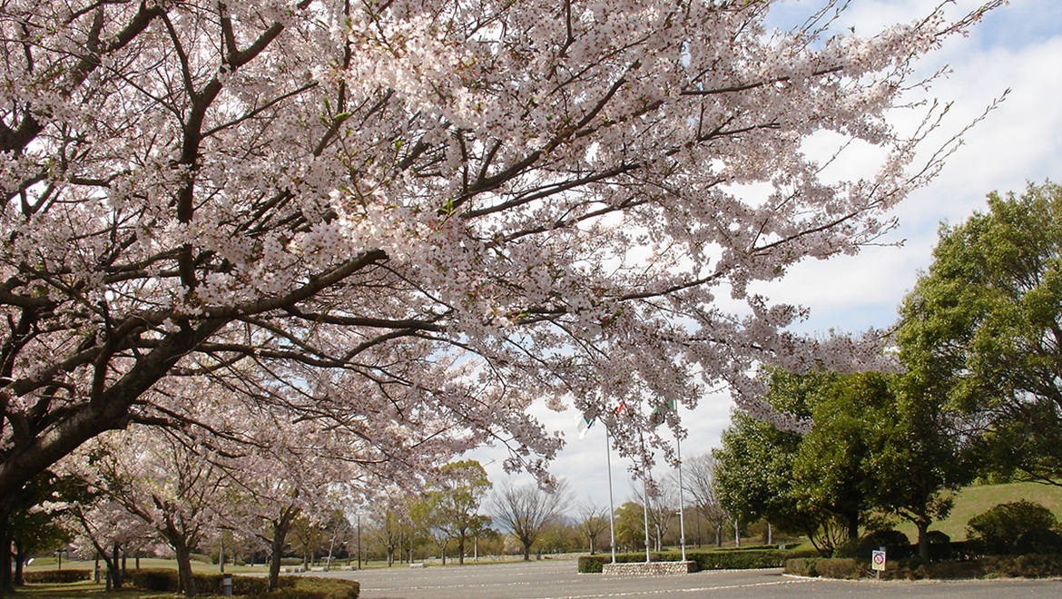 桜 4月