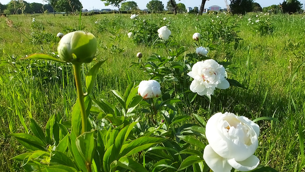 芍薬 5月