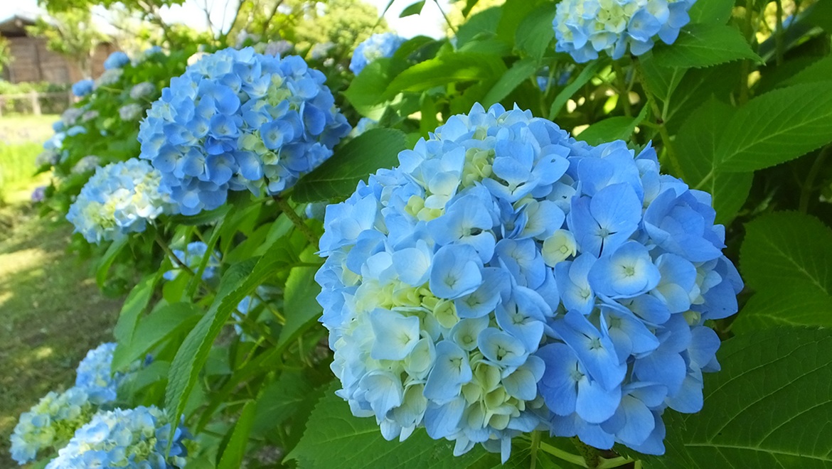 アジサイ 6月～7月