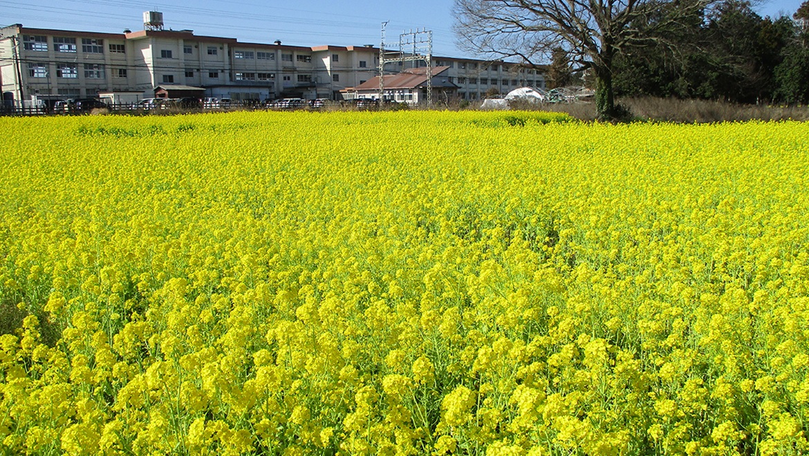 菜の花 3月上旬