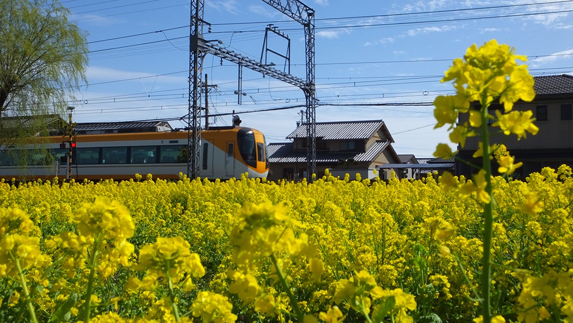 菜の花 3月上旬